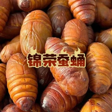 东北特产蚕蛹
