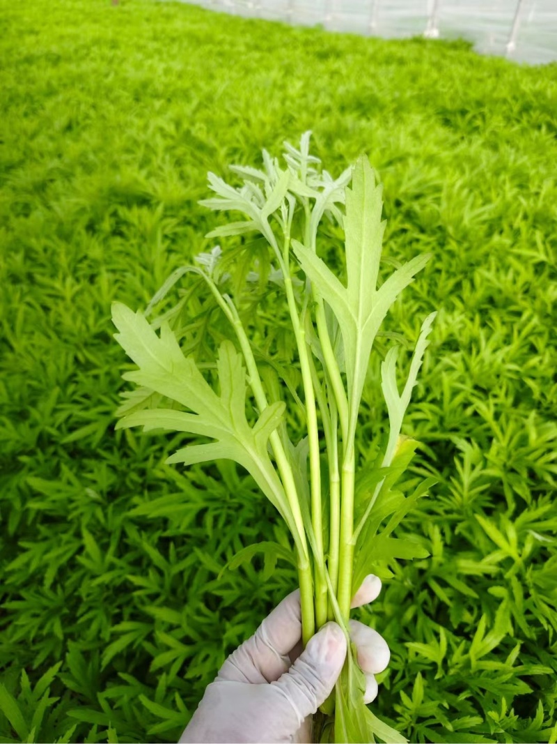 藜蒿（芦蒿）