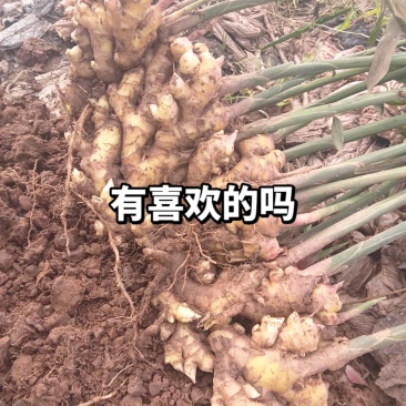 湖南二号姜