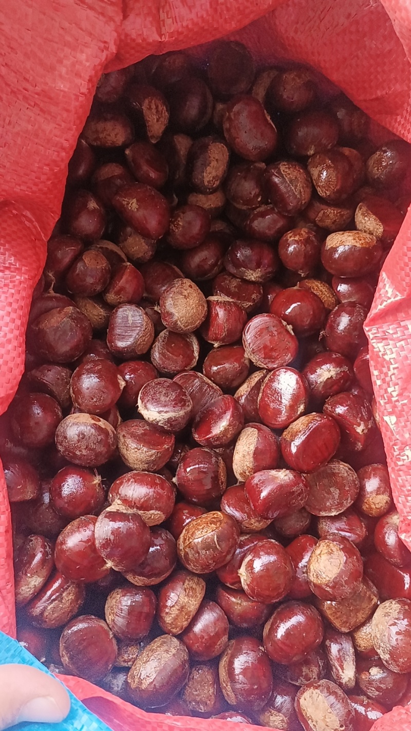 泰安油栗