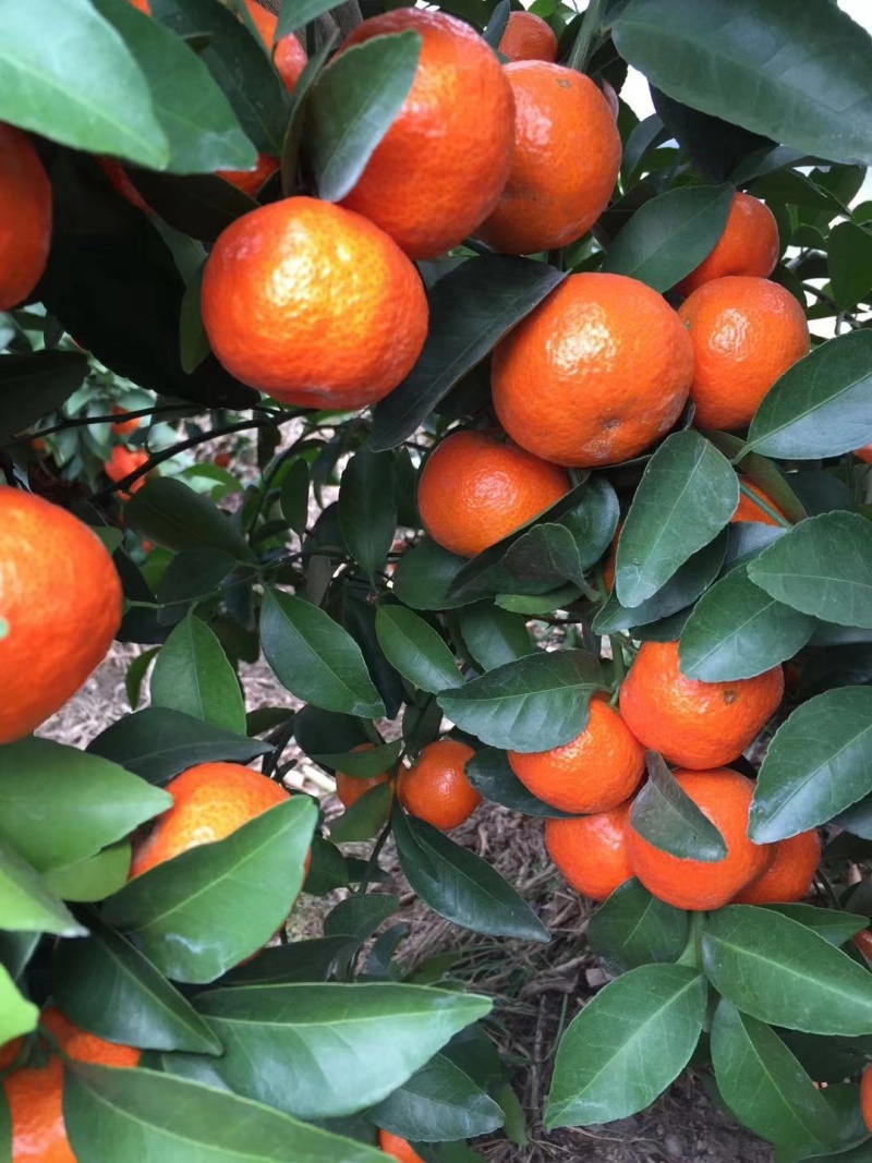 桂林永福沙糖桔，沃柑