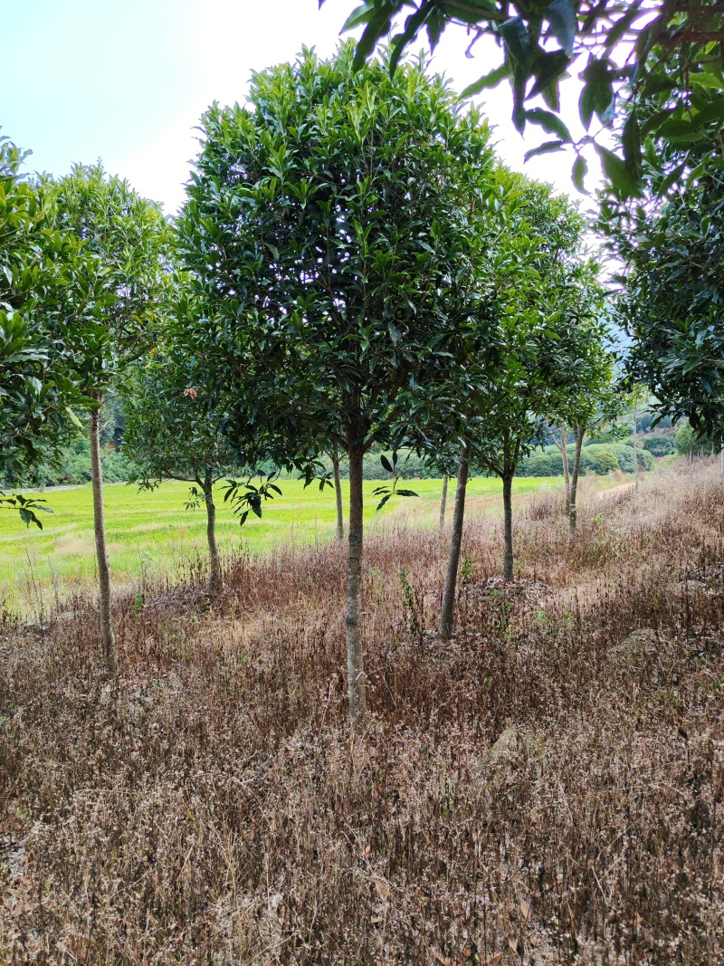 【工程苗木】基地直发桂花树丹桂树品种齐全价格可商议