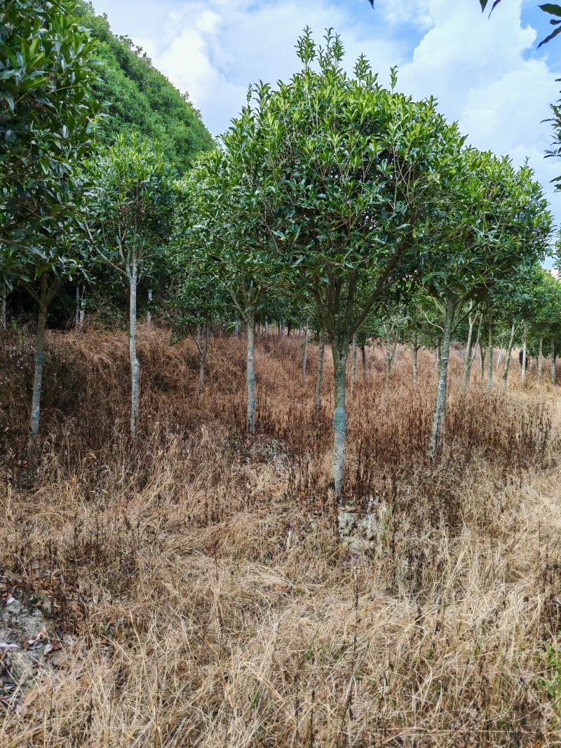 【工程苗木】基地直发桂花树丹桂树品种齐全价格可商议