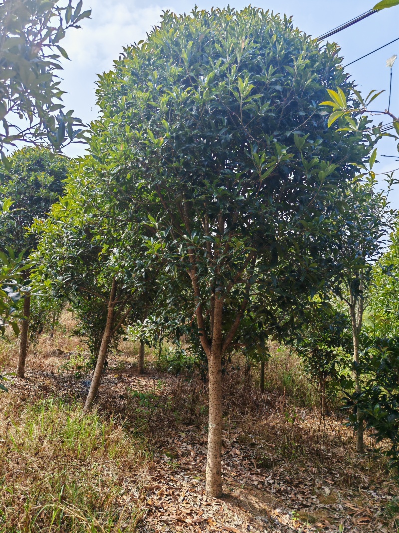 【工程苗木】基地直发桂花树丹桂树品种齐全价格可商议