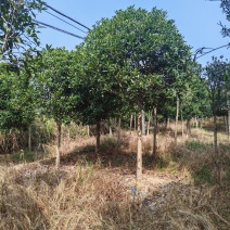 【工程苗木】基地直发桂花树丹桂树品种齐全价格可商议