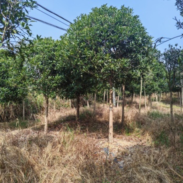 【工程苗木】基地直发桂花树丹桂树品种齐全价格可商议
