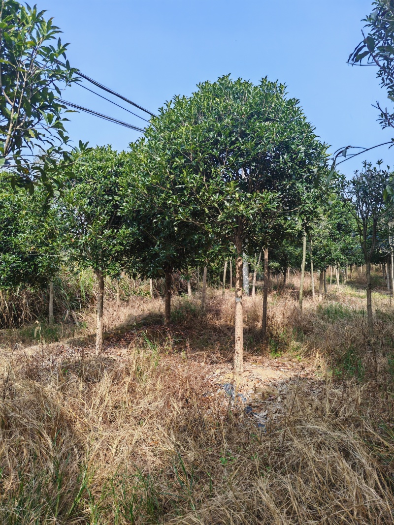 【工程苗木】基地直发桂花树丹桂树品种齐全价格可商议