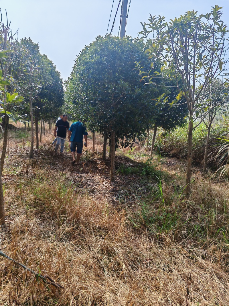 【工程苗木】基地直发桂花树丹桂树品种齐全价格可商议