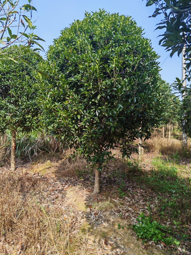 【工程苗木】基地直发桂花树丹桂树品种齐全价格可商议