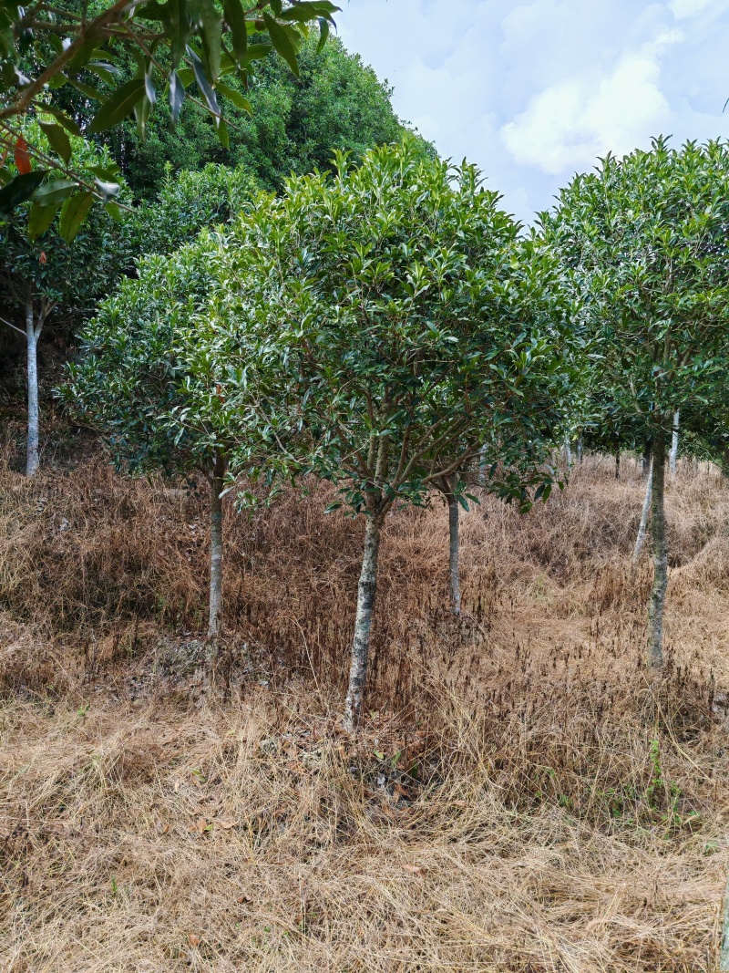 【工程苗木】基地直发桂花树丹桂树品种齐全价格可商议