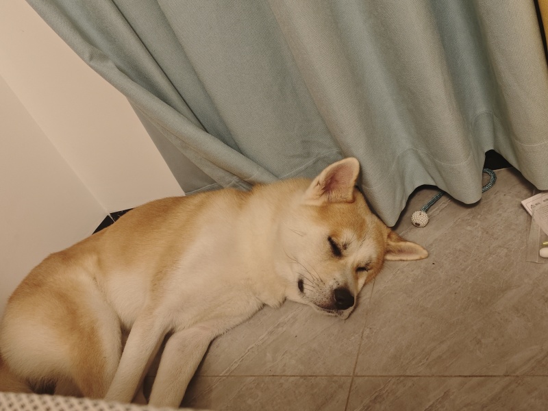 出秋田犬