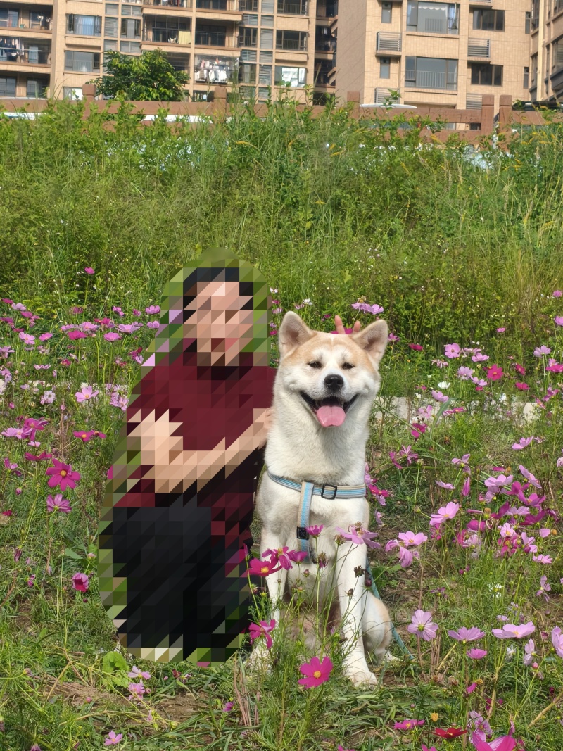 出秋田犬