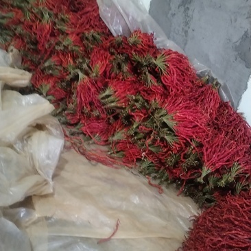 贵州大方邹椒