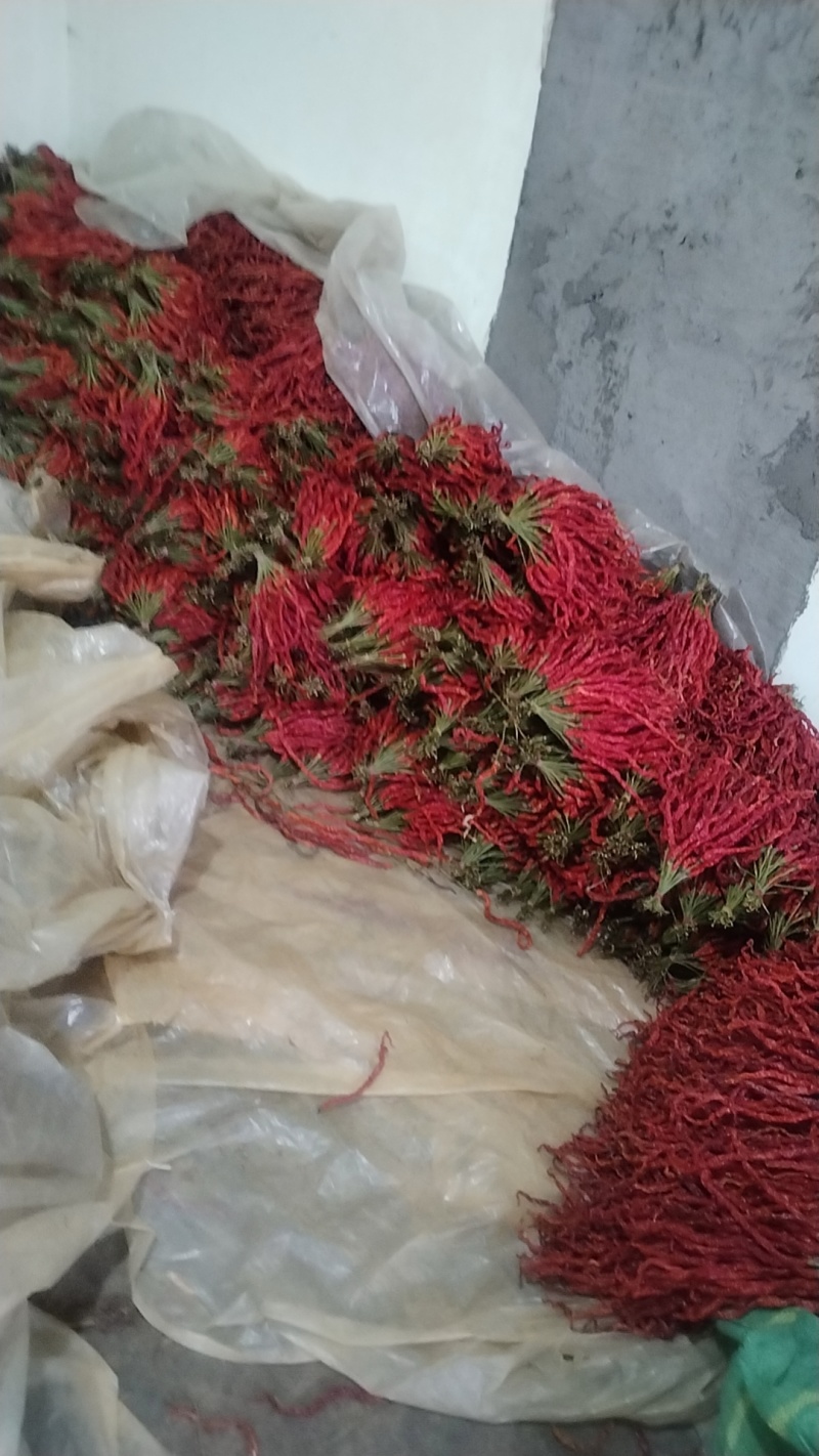 贵州大方邹椒