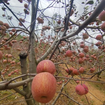 糖心苹果