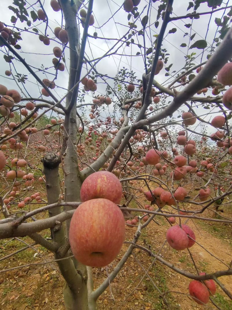 糖心苹果