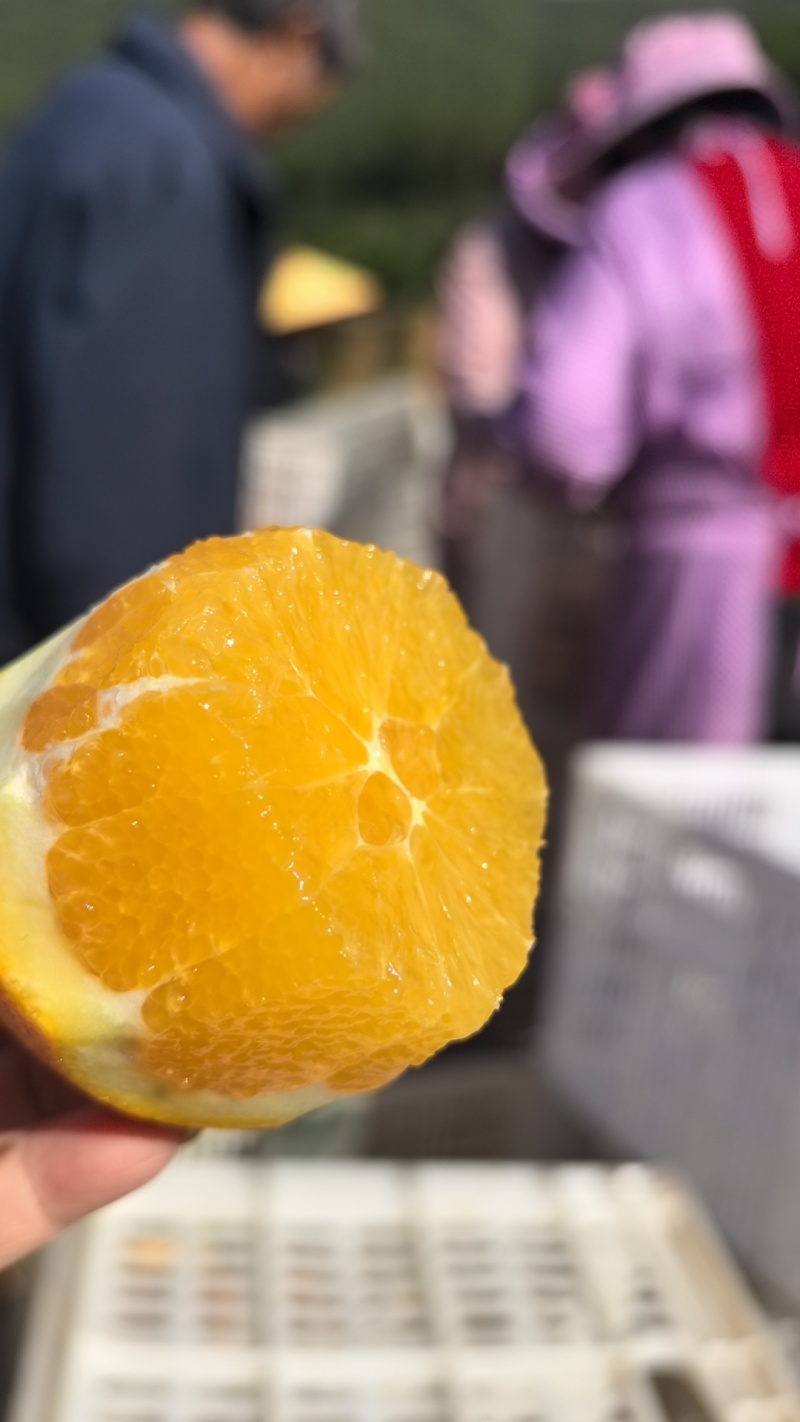 赣南脐橙
