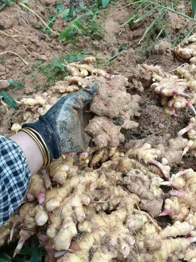 高山生姜