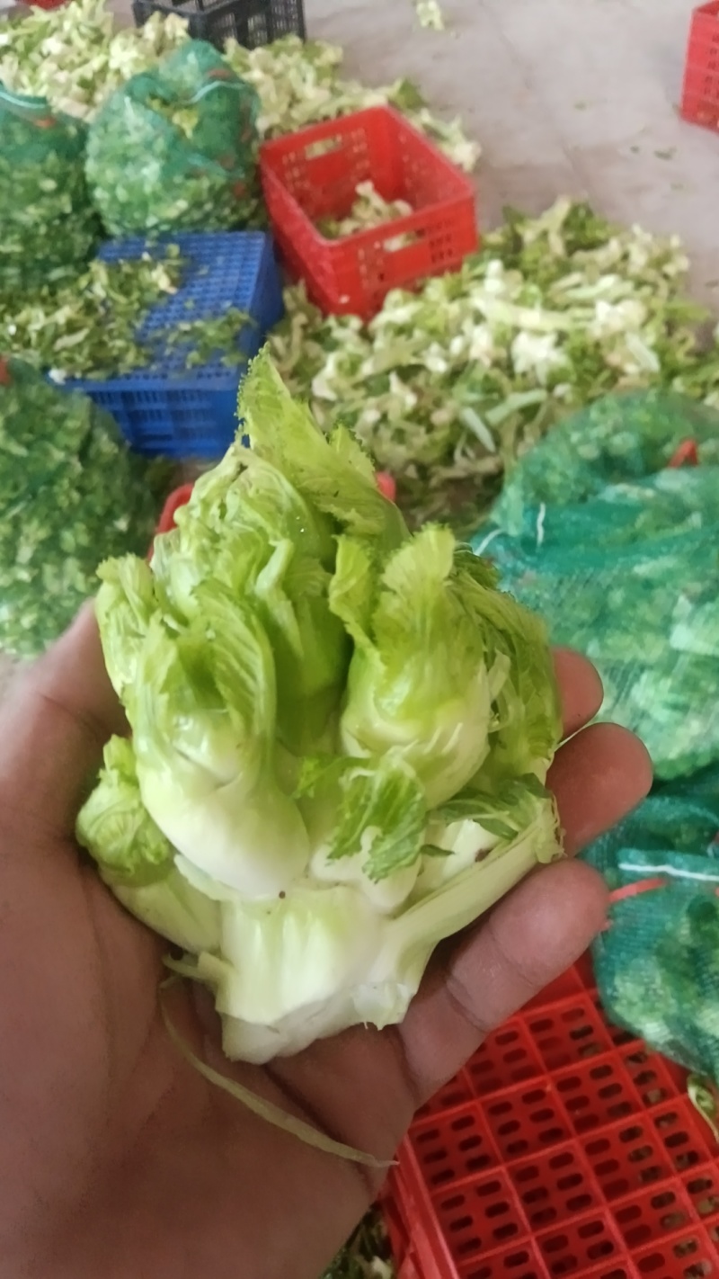 儿菜儿仔