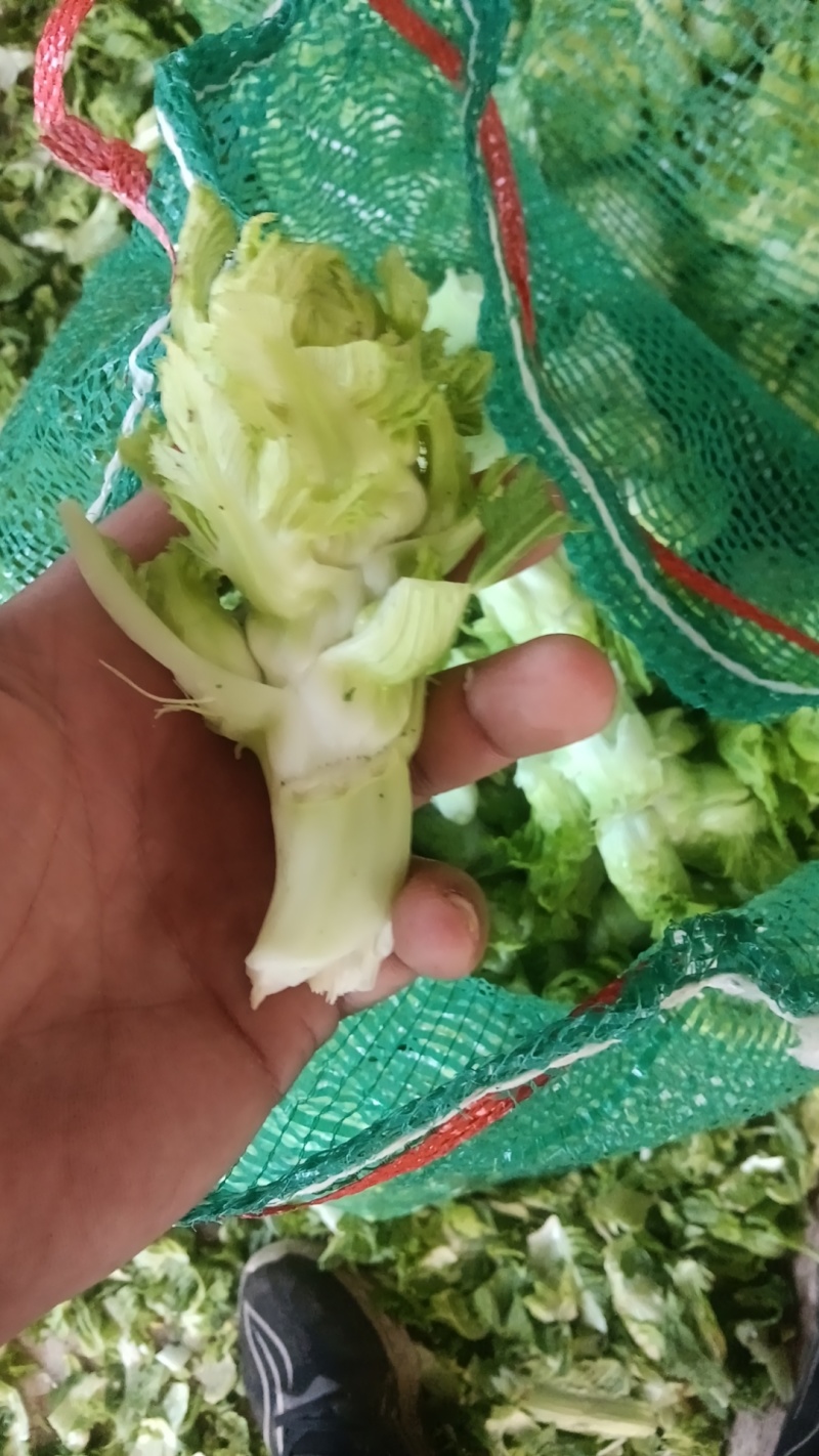 儿菜儿仔