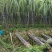 枣阳甘蔗