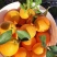湖南蜜桔和纽荷尔脐橙