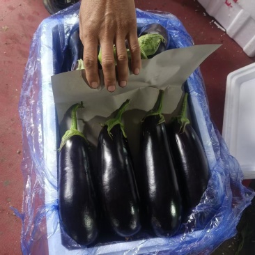 绿把长茄