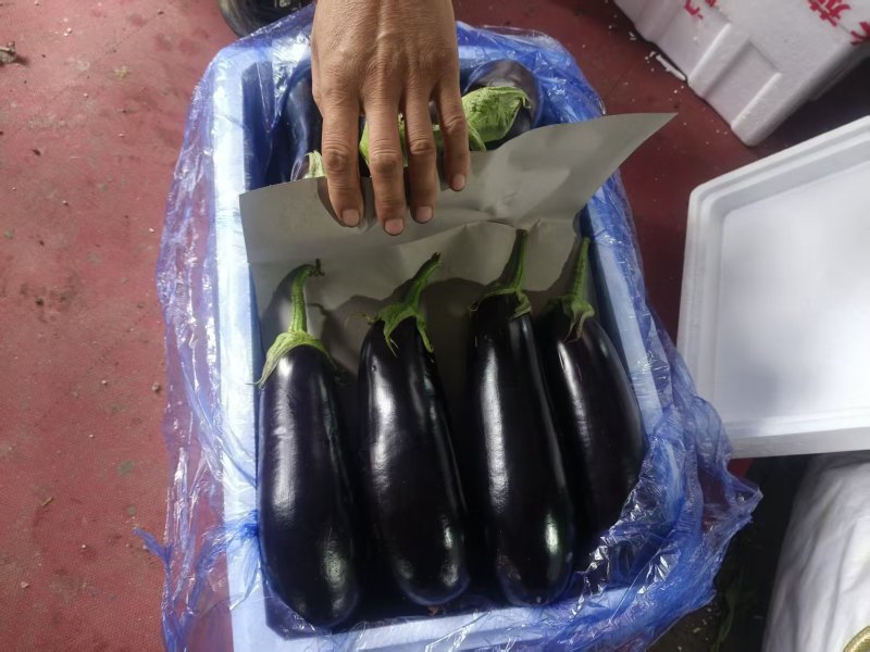 绿把长茄