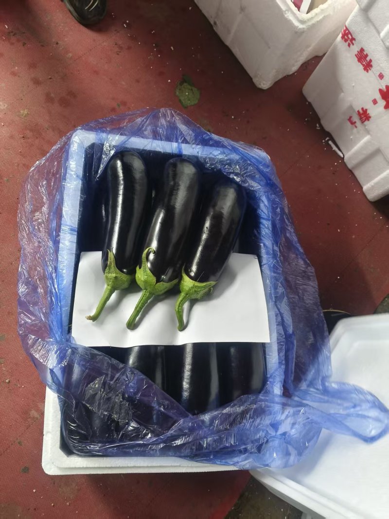 绿把长茄