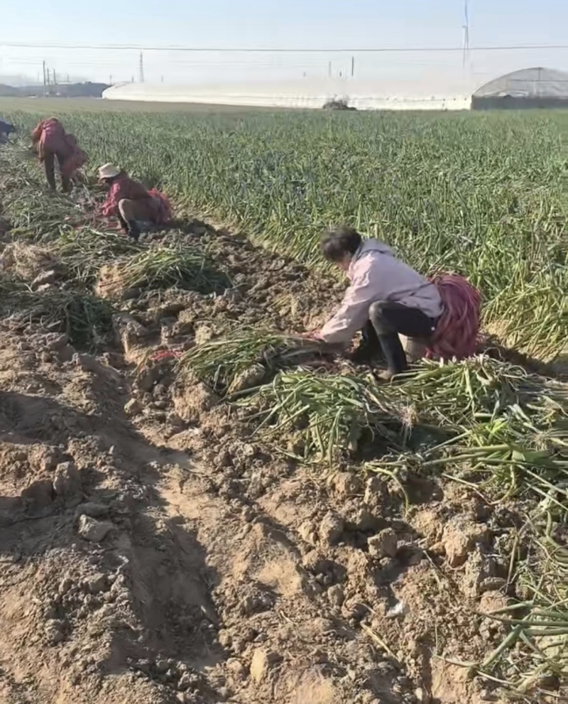 长白，刚葱，毛捆净捆，价格美丽