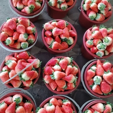 各种品种草莓批发代收，香野，久香等品种