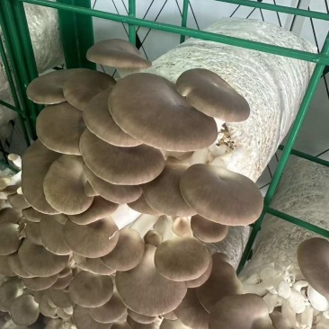 平菇，凤尾菇鲜货，需要合作直接留言