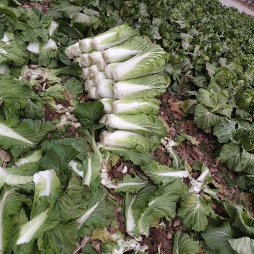 山东大白菜