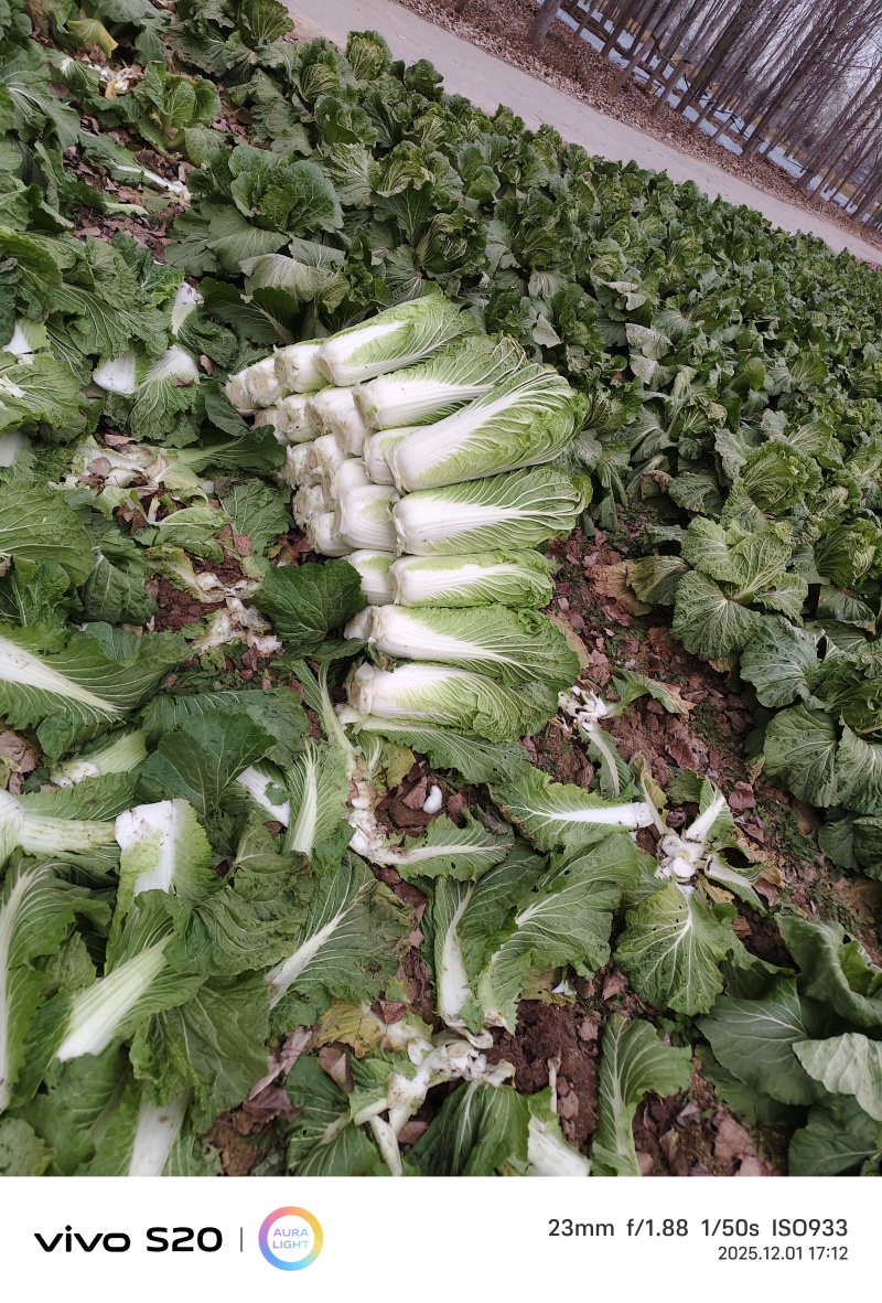 山东大白菜
