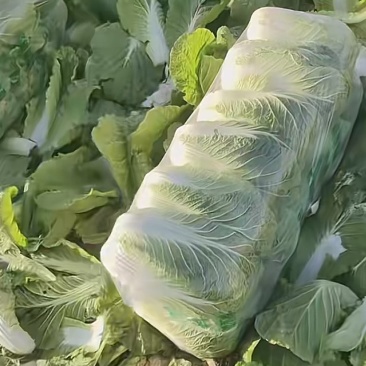 大白菜