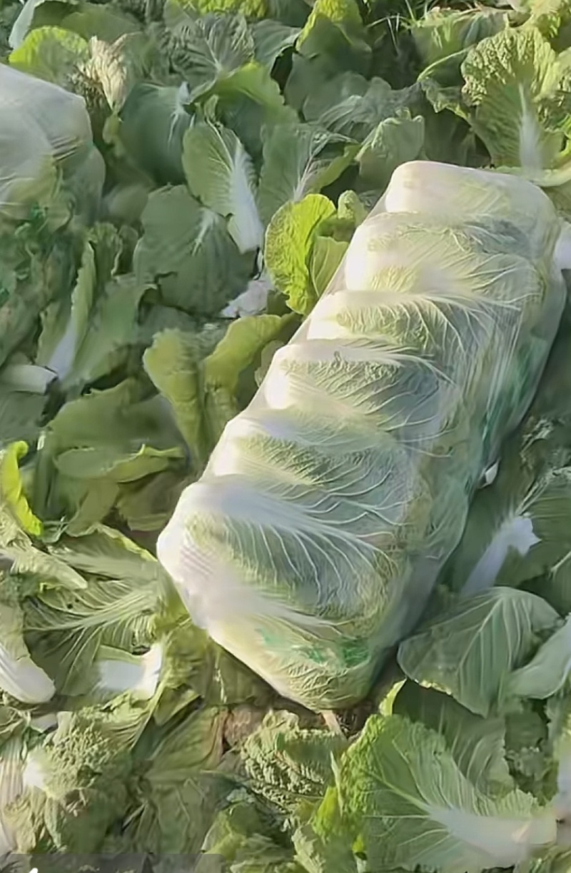 大白菜