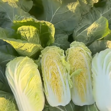 娃娃菜