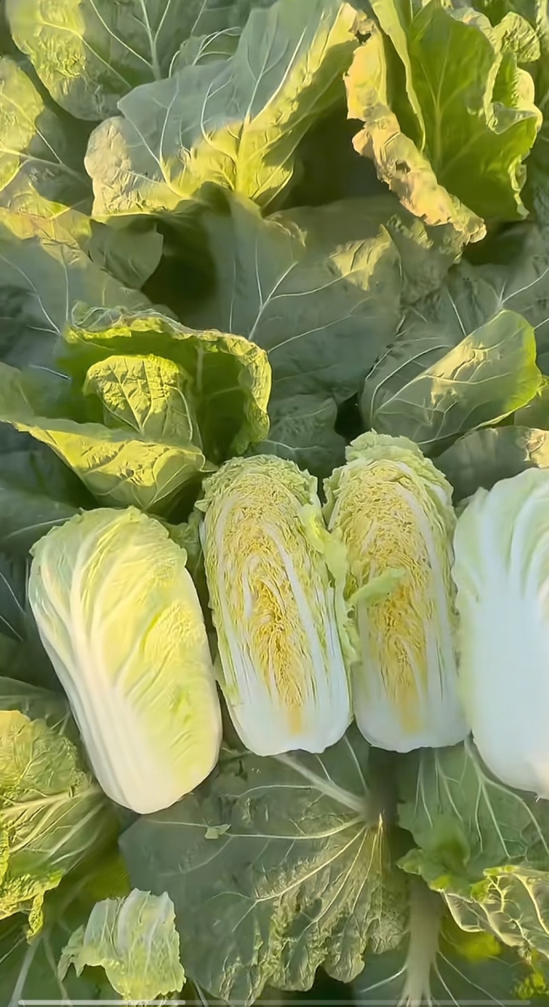 娃娃菜