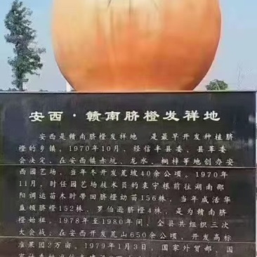 赣南脐橙