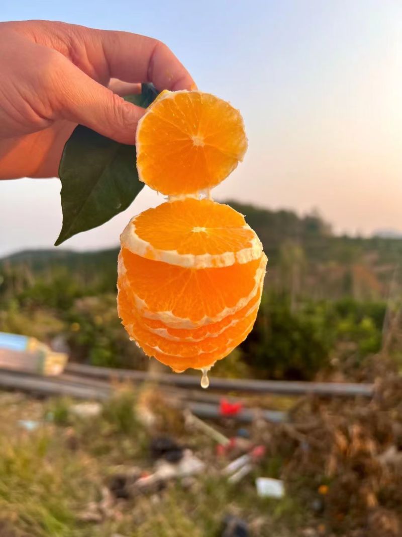 赣南脐橙