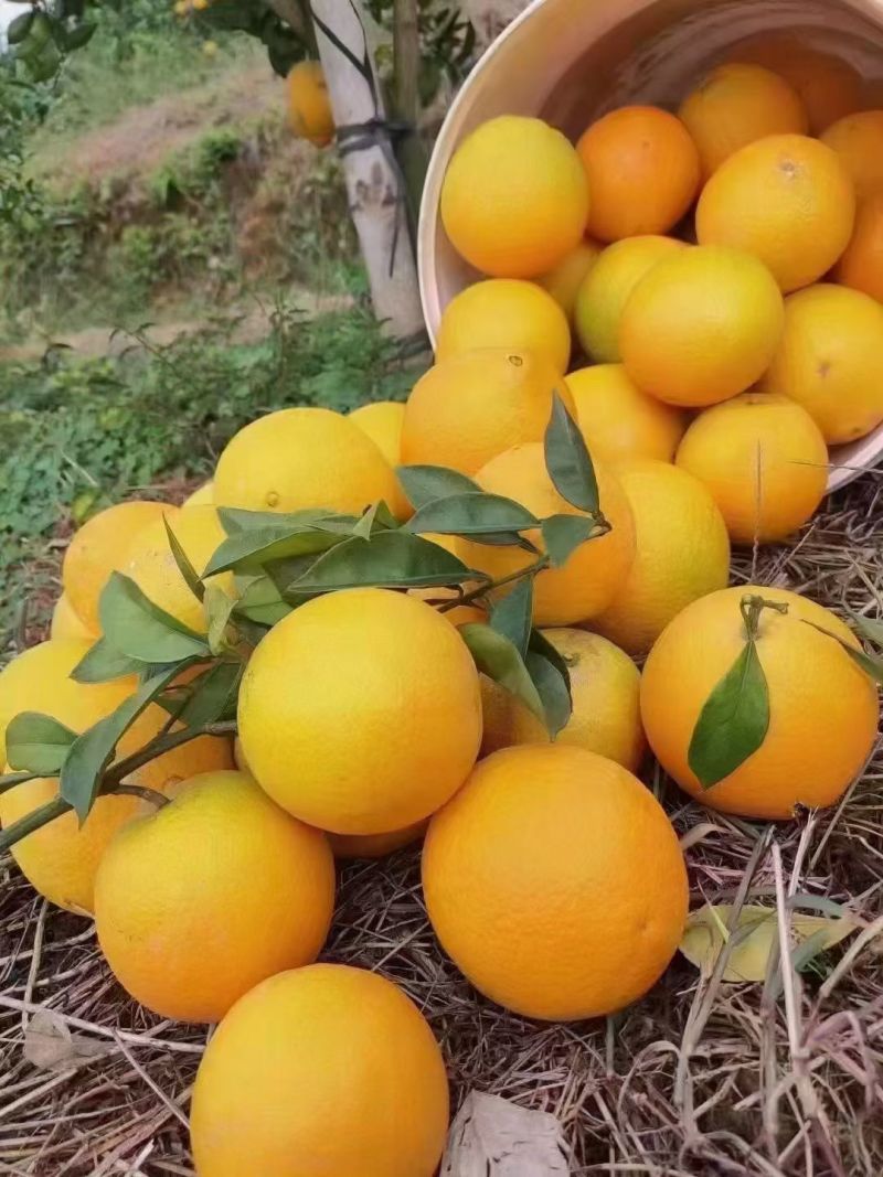 赣南脐橙