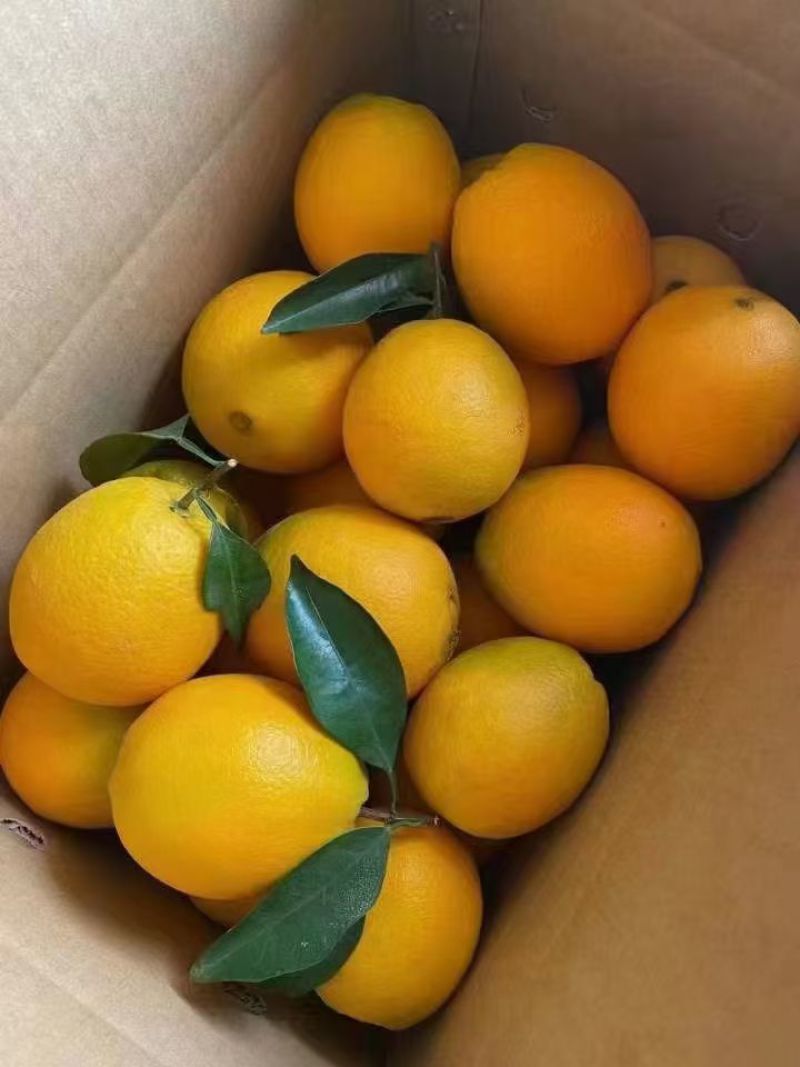 赣南脐橙