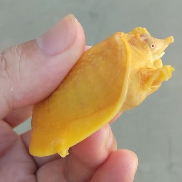 小乌龟批发