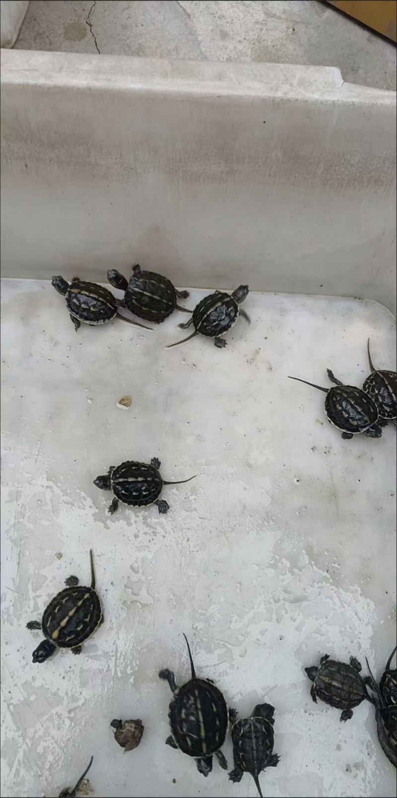 小乌龟批发