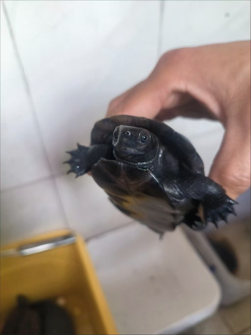 小乌龟批发