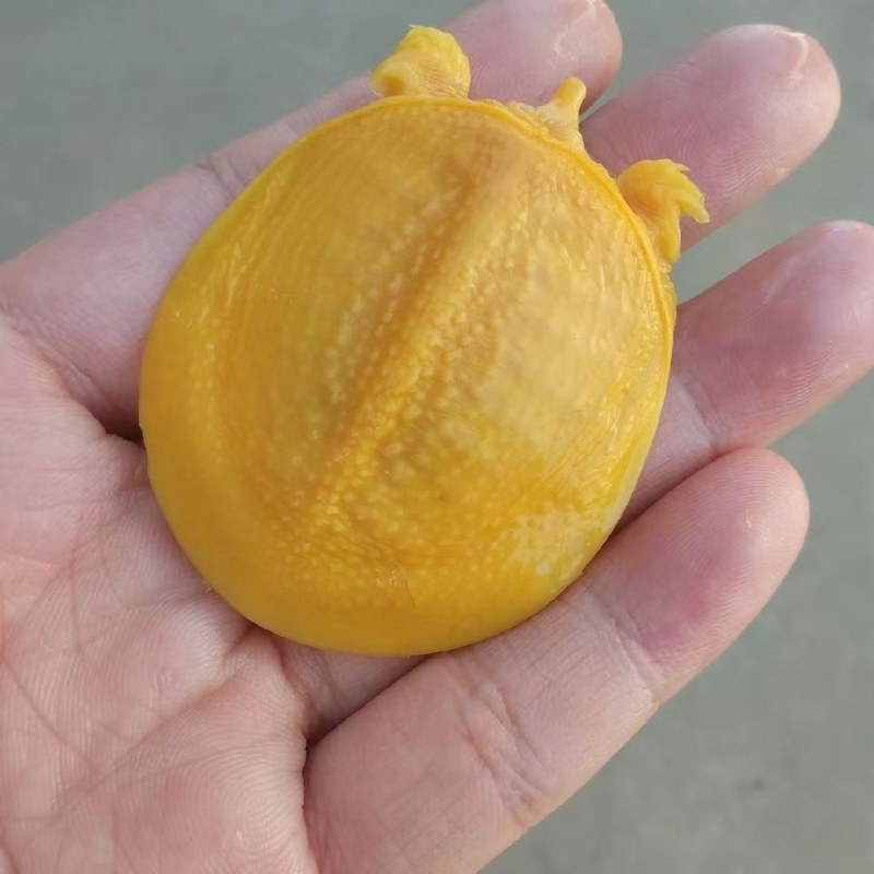 小乌龟批发