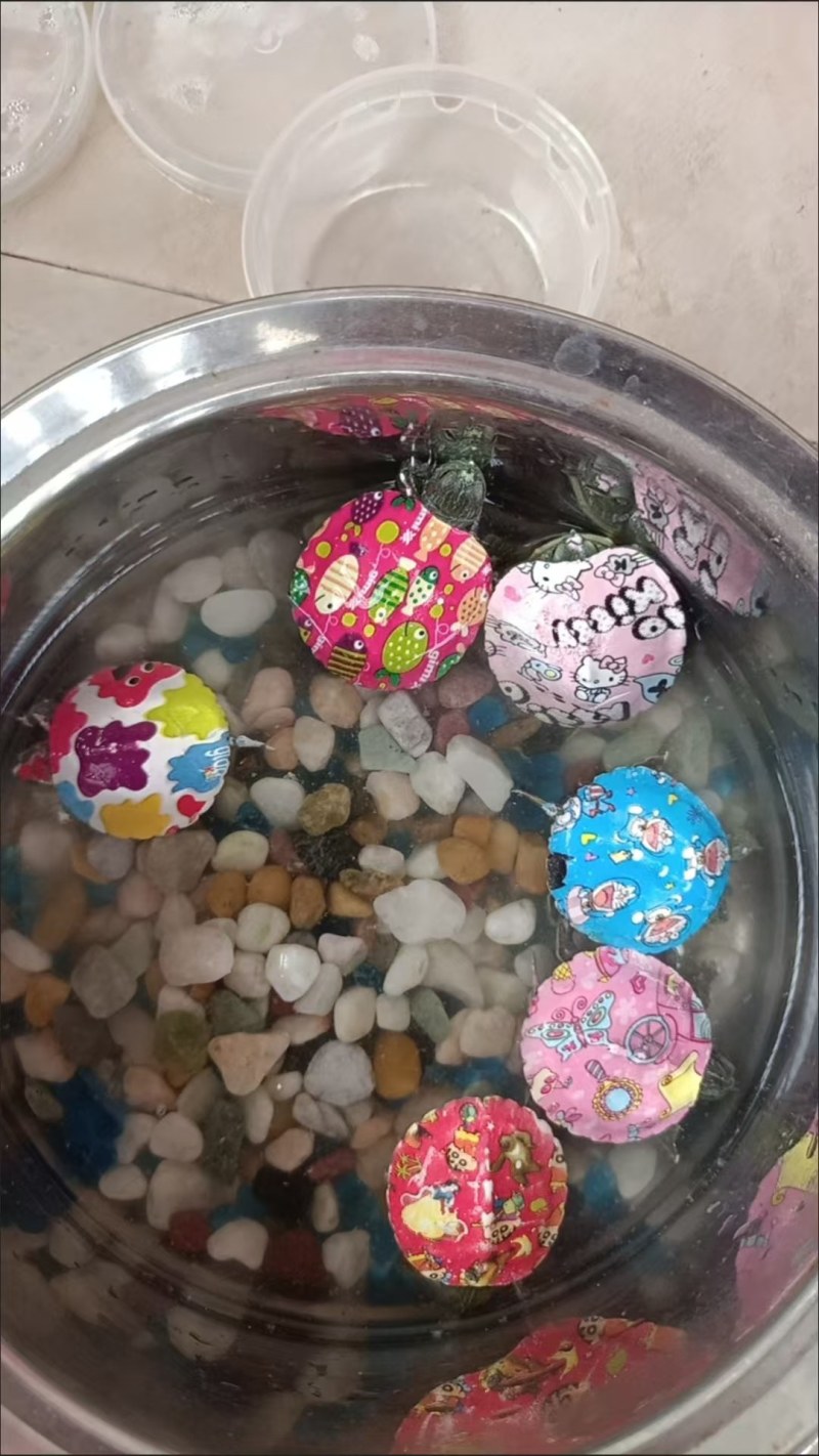 小乌龟批发