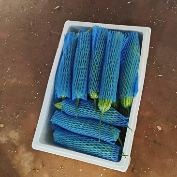 精品苦瓜，现摘现发，保质保量发货，真诚合作