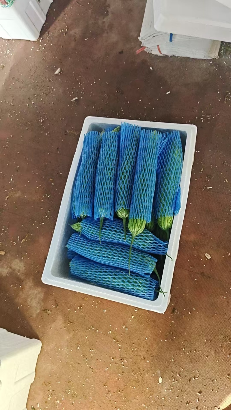 精品苦瓜，现摘现发，保质保量发货，真诚合作
