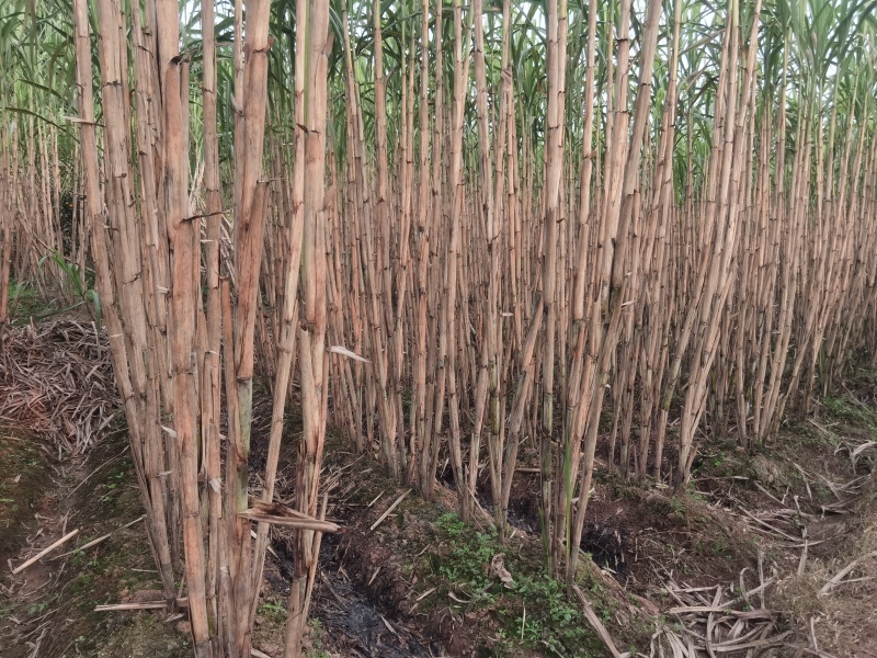 四川青皮甘蔗产地直销，需要的联系***********